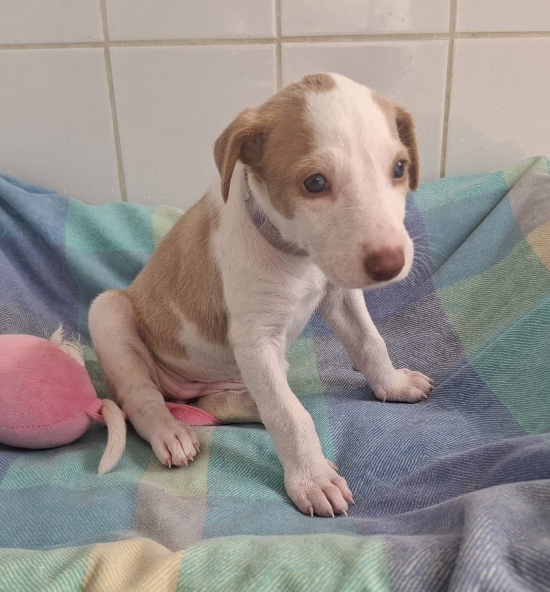 Peanut6_062026.jpg